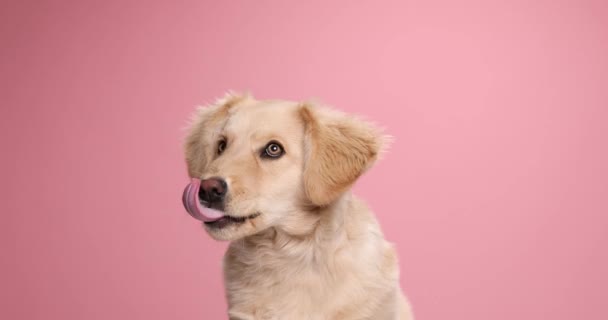 可愛いです小さい子犬ルックアップとなめる鼻ながら座っていますピンクの背景でスタジオ — ストック動画