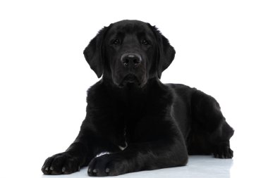 Tatlı Labrador Retriever köpeği kameraya bakıyor ve beyaz arka plana yaslanıyor.