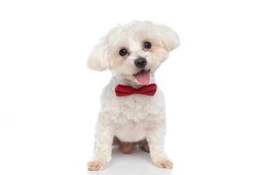 Kırmızı papyon takan küçük bir bichon köpeği, dilini kameraya uzatıyor ve beyaz arka planda oturuyor.