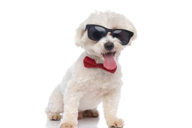 Güneş gözlüğü takan, papyon takan ve beyaz arka planda dilini dışarı çıkaran küçük bir bichon köpeği.
