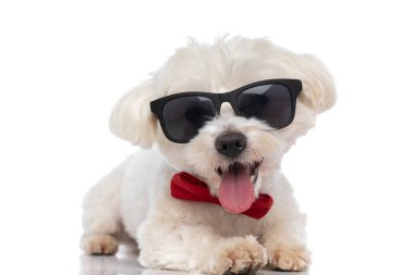Kırmızı papyon takmış, beyaz arka planda güneş gözlüğü takıyor.