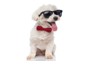 Şirin bir bichon köpeği, güneş gözlüğü ve papyon takıyor ve beyaz arka planda oturuyor.