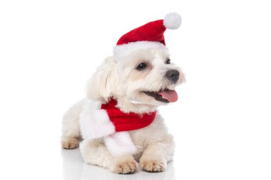 Dilini dışarı çıkaran, Noel şapkası takan ve beyaz arka planda uzanan sevimli küçük bir bizon köpeği.