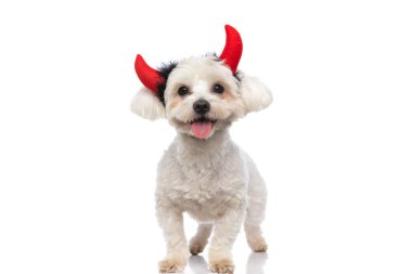 Tatlı bizon köpeği beyaz arka planda dikiliyor, dilini dışarı çıkarıyor ve şeytan boynuzları takıyor. 