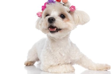 Sevimli bizon köpeği uzanmış, bir çiçek bandı takmış ve dilini çıkarmış.