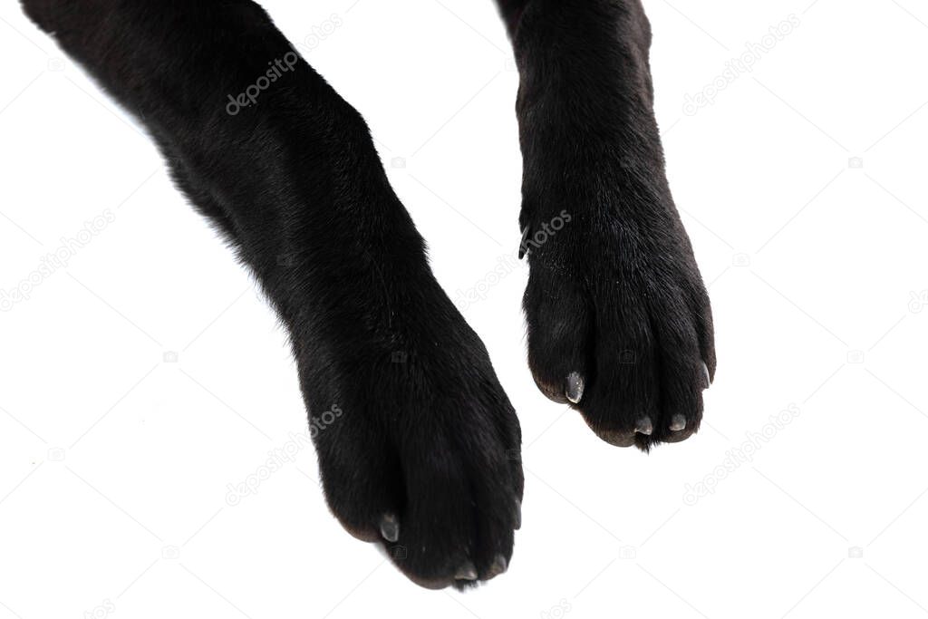 close up on two black paws of an labrador retriever dog against white background