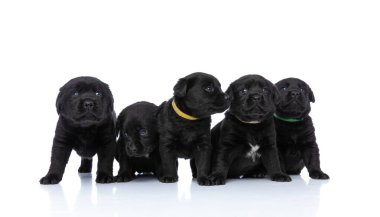 Beş küçük labrador av köpeğinden oluşan şirin bir sıra beyaz arka planda, stüdyoda tek başına oturuyor ve dikiliyor.