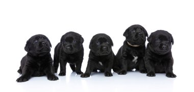 Labrador Retriever yavrularından oluşan değerli küçük bir aile stüdyoda beyaz arka planda izole bir şekilde oturuyor, oturuyor ve dikiliyor.