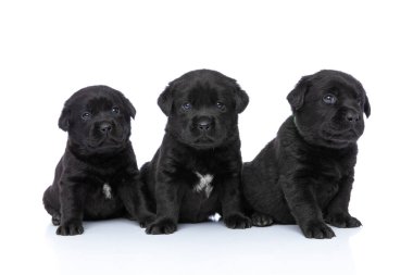 Tatlı Labrador Retriever köpekleri ilginç bir şekilde yukarı bakıyor ve stüdyonun beyaz arka planında izole bir şekilde oturuyor.