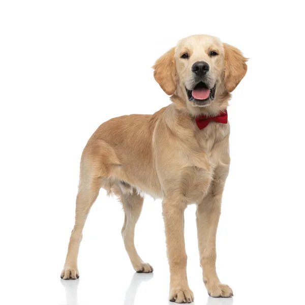 Glücklicher Golden Retriever Hund Streckt Die Zunge Heraus Trägt Eine — Stockfoto