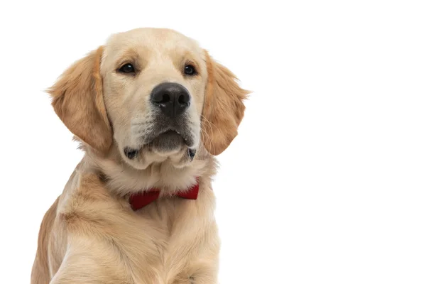 Schattige Golden Retriever Hond Gewoon Weg Kijken Liggen Het Dragen — Stockfoto