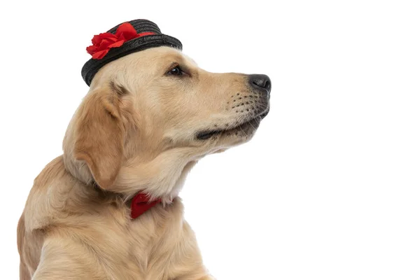 Schattige Golden Retriever Hond Kijken Naar Zijn Kant Het Dragen — Stockfoto