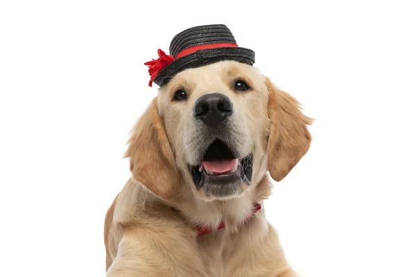Portret Psa Golden Retriever Noszącego Kapelusz Muszkę Wystający Język Białym — Zdjęcie stockowe