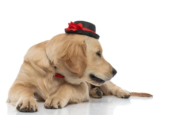 Golden Retriever Dog Looking Aside Wearing Hat Bowtie Laying White — Stock Photo, Image