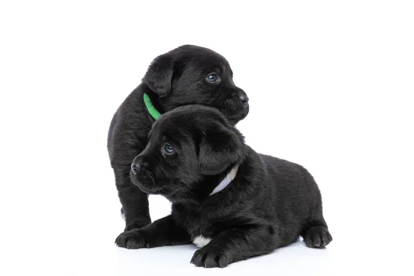 Süßes Paar Von Zwei Labrador Retriever Welpen Die Sich Umarmen — Stockfoto