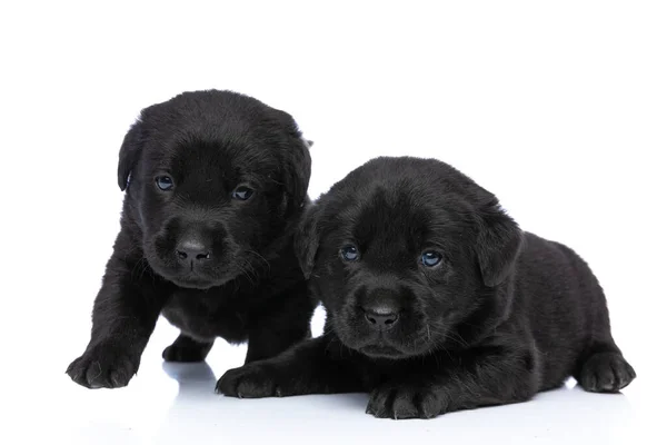 Hermoso Pequeño Labrador Retriever Cachorros Sentado Pie Aislado Estudio Mientras —  Fotos de Stock