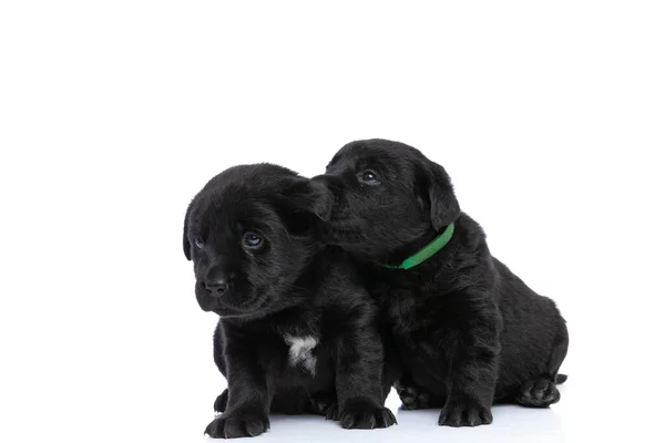 Niedliche Labrador Retriever Welpen Sitzen Nebeneinander Schauen Auf Und Seite — Stockfoto