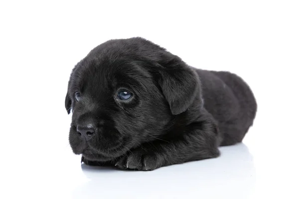 Küçük Şirin Labrador Retriever Köpeğinin Yan Görüntüsü Stüdyoda Beyaz Arka — Stok fotoğraf
