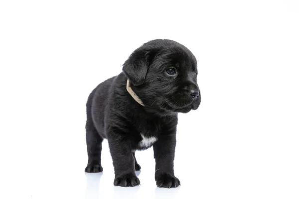 Bonito Pouco Labrador Retriever Filhote Cachorro Vestindo Colarinho Olhando Para — Fotografia de Stock