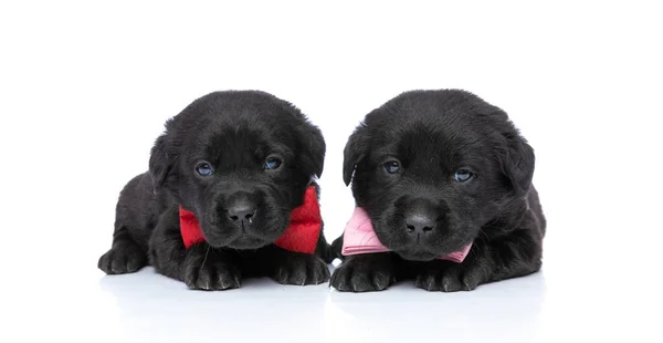 Schattig Twee Elegante Labrador Retriever Honden Dragen Roze Rode Strikjes — Stockfoto