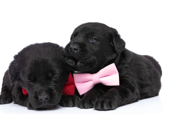 Cute Group Two Labrador Retriever Dogs Wearing Red Pink Bowties — Stock Photo, Image
