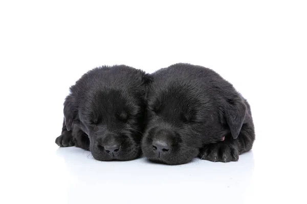 Schattig Paar Labrador Retriever Puppies Slapen Witte Achtergrond Studio — Stockfoto