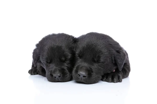 Adorable Couple Chiots Labrador Retriever Dormant Sur Fond Blanc Studio — Photo