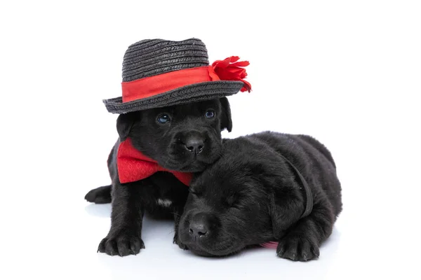 Lovelt Paar Slepen Labrador Retriever Puppies Samen Poseren Slapen Het — Stockfoto