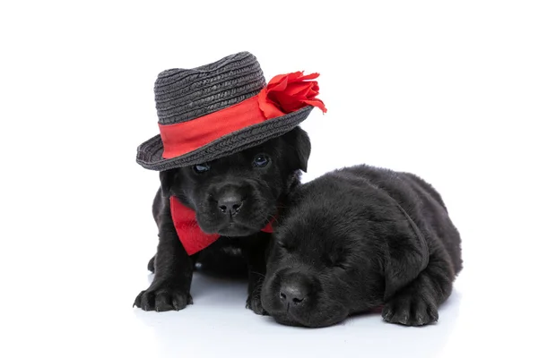 Adorable Small Labrador Retriever Puppies Sleeping Resting Together One Wearing — Stock Photo, Image