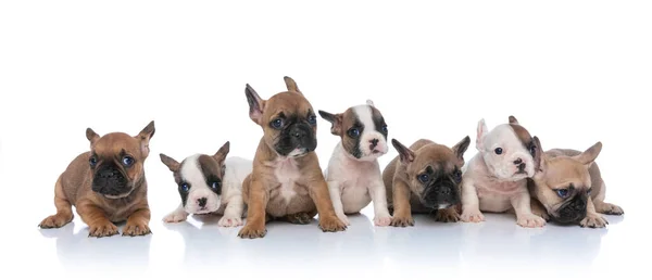 Cachorros Pequeños Formando Grupo Mirando Lado Sentado Acostado Aislado Sobre —  Fotos de Stock