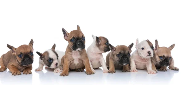 Lovely Family Seven Frennch Bulldog Puppies Looking Side Sitting Laying — Stock Photo, Image