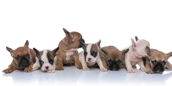 Franse Bulldog Puppies Vormen Een Groep Kijken Naar Opzij Poseren — Stockfoto