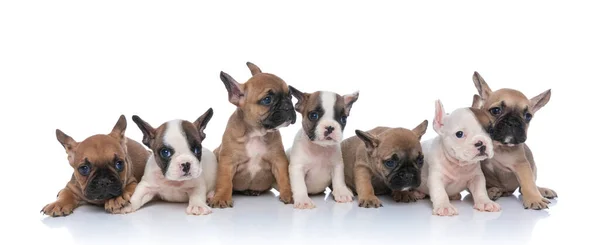 Grande Grupo Pequenos Filhotes Bulldog Francês Olhando Para Lado Sentado — Fotografia de Stock