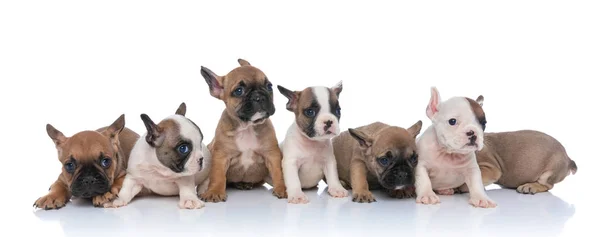 Belle Famille Sept Petits Bouledogues Français Regardant Côté Assis Isolé — Photo