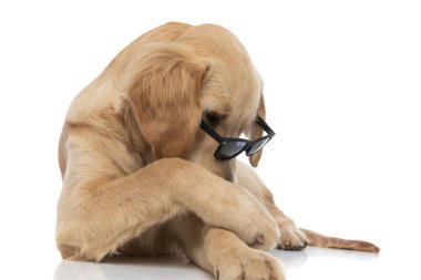 Havalı golden retriever köpeği güneş gözlüğünü çıkarmaya çalışıyor ve beyaz arka plana yaslanıyor.