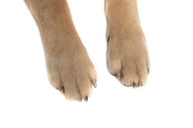 Golden Retriever köpeğinin iki patisi beyaz stüdyo arka planına karşı yan yana duruyor.