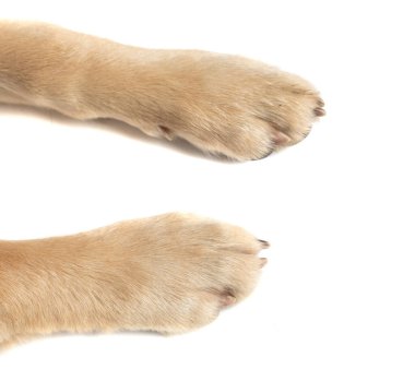 Beyaz stüdyo arka planında duran Golden Retriever köpeğinin iki patisine yakın dur.