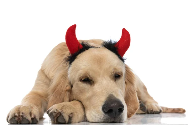 Słodkie Golden Retriever Pies Noszenie Rogi Diabła Spoczywa Jego Łapie — Zdjęcie stockowe