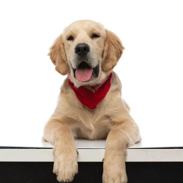 Adorable Golden Retriever Dog Lying Table Sticking His Tongue Out — Stock Photo, Image