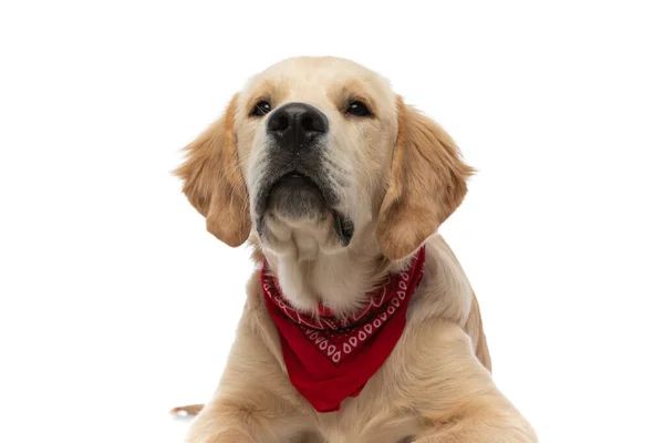 Mooie Golden Retriever Hond Liggend Het Dragen Van Een Rode — Stockfoto