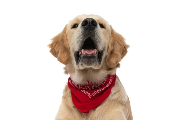 Golden Retriever Köpeğine Yaklaş Beyaz Arka Plana Kırmızı Bir Bandana — Stok fotoğraf
