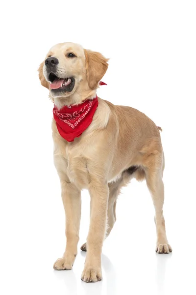 Cute Golden Retriever Dog Sticking His Tongue Out Wearing Red — Stock Photo, Image