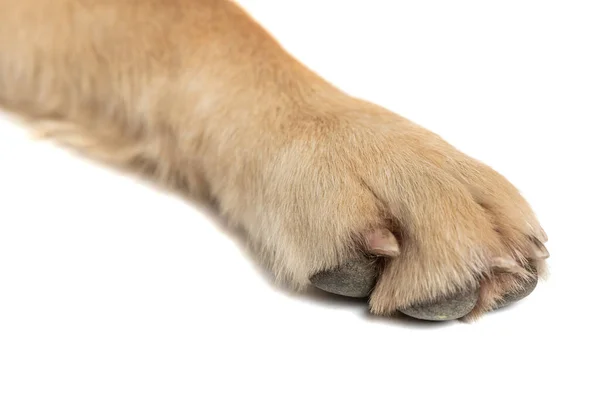 Primer Plano Pata Perro Perdiguero Dorado Mostrando Sus Garras Sobre — Foto de Stock