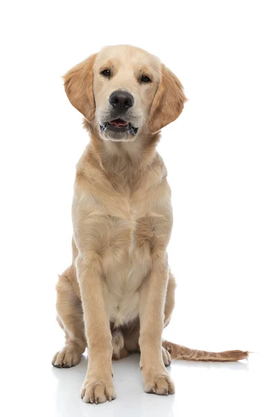 Очаровательный Золотистый Ретривер Собака Смотрит Камеру Открытым Языком Сидит Белом — стоковое фото