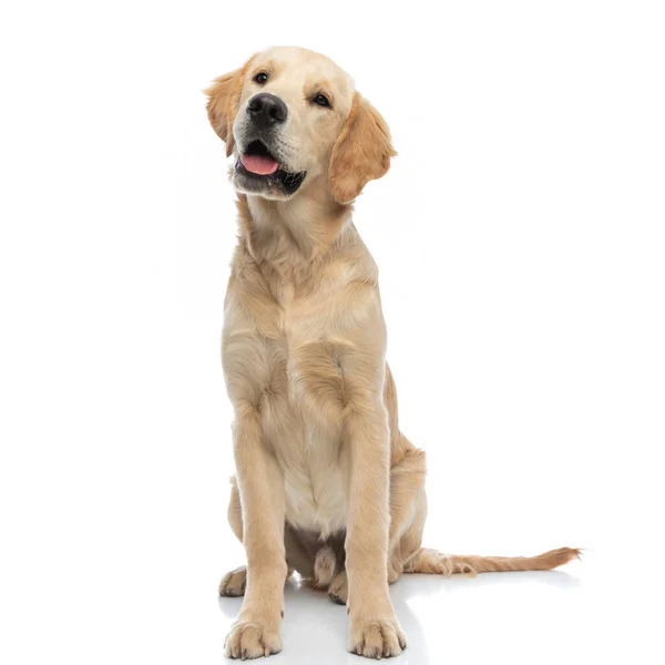 彼は混乱し 彼の舌を突き出す何かを見て愛らしい黄金の検索犬 — ストック写真