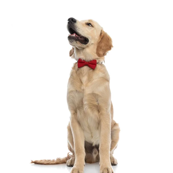 Hermoso Perro Golden Retriever Mirando Lado Sacando Lengua Usando Una —  Fotos de Stock
