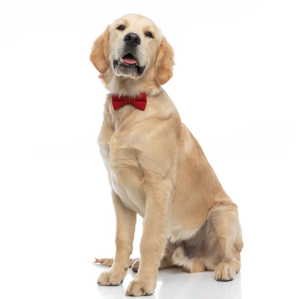 Mooie Golden Retriever Hond Kijken Naar Camera Hijgen Het Dragen — Stockfoto