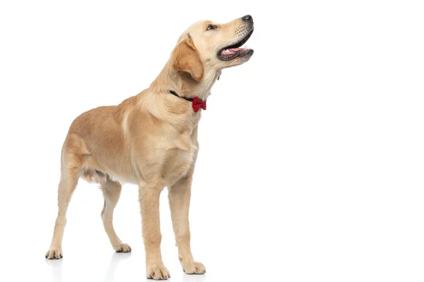 Piękny Pies Golden Retriever Patrząc Bok Wystający Języka Noszący Czerwoną — Zdjęcie stockowe