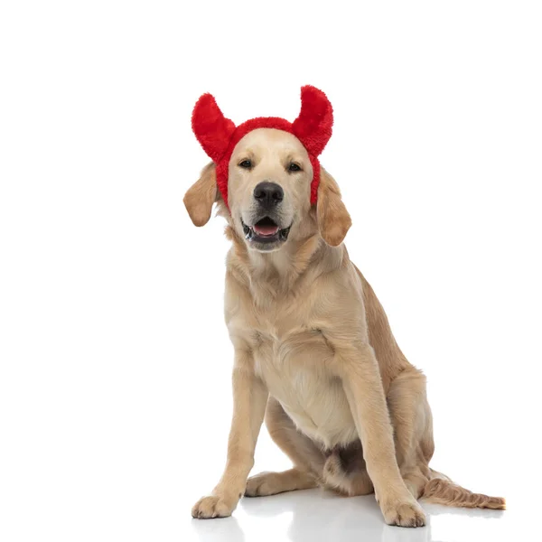Bonito Golden Retriever Cão Vestindo Chifres Diabo Ofegante Sentado Fundo — Fotografia de Stock