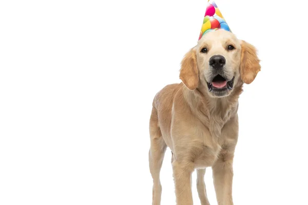 Mignon Golden Retriever Chien Sortant Langue Portant Chapeau Anniversaire — Photo